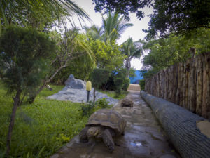 animaux-tortues-diamcis